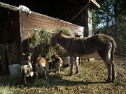 08 asinelli, caprette, micetto di guardia...